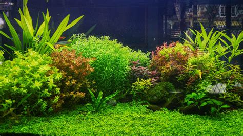 Mar 31, 2023 ... This is a 10-gallon tank. Aquarium Live Plants. Let's face it—when most people dive into fish keeping, live plants usually do not even come to ...